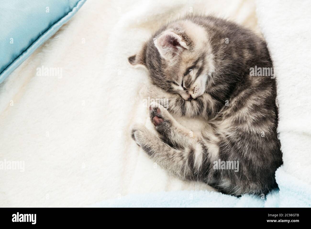 Un Chaton En Tabby A Rayures Se Blottir Sur Une Couverture Blanche Et Moelleuse Joli Chaton Gris Doux Et Mignon Chat Bebe Animal Chaton Repose Sur Un Tissu Blanc Haut Photo Stock