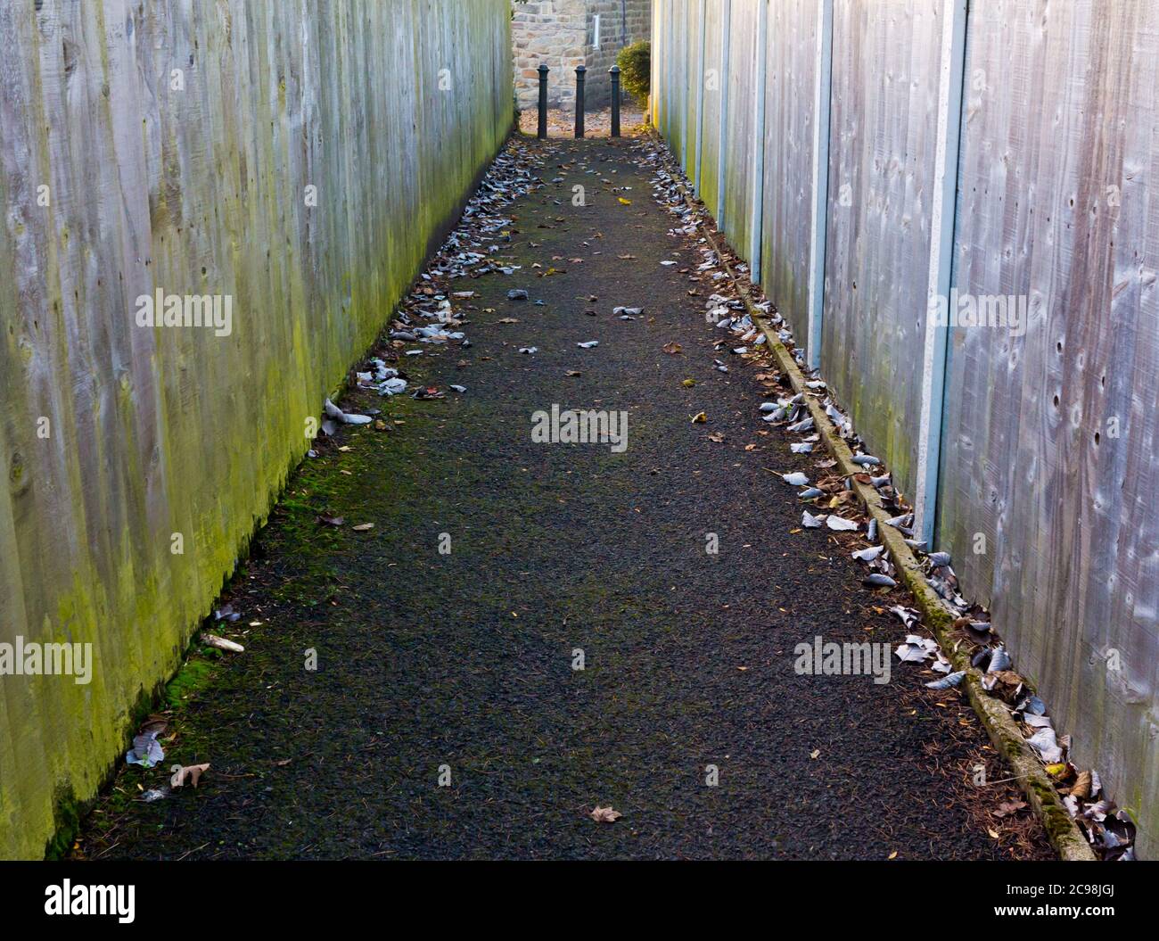 Vue sur une ruelle étroite avec des clôtures en bois de chaque côté. Banque D'Images
