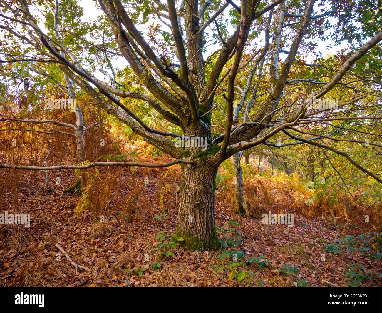 Arbres d'automne dans les bois à Lumsdale près de Matlock dans le Derbyshire Peak District England UL Banque D'Images