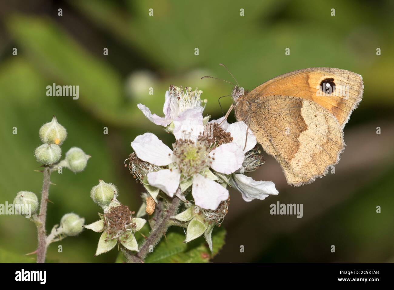 Meadow brown alimentation papillon Banque D'Images