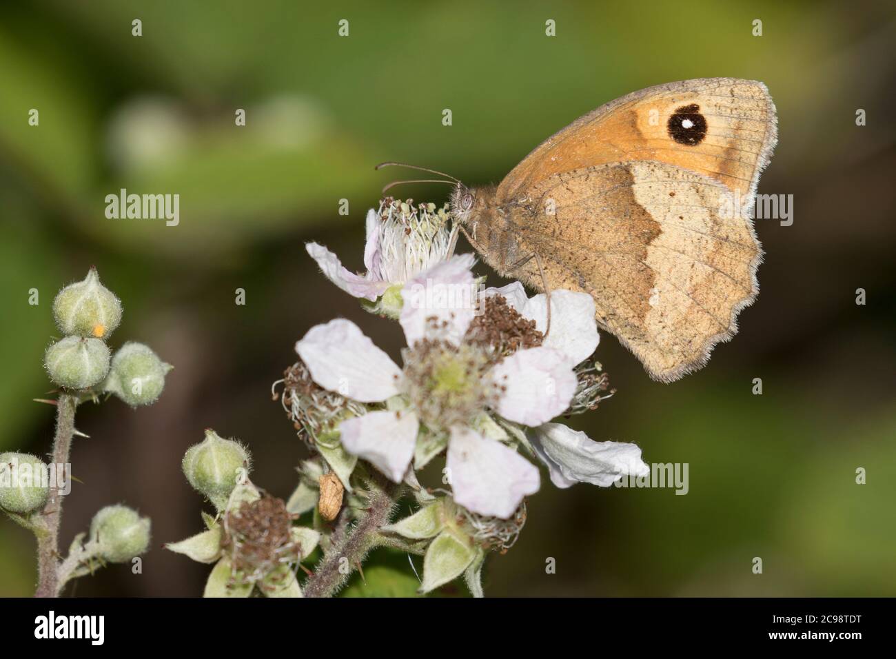 Meadow brown alimentation papillon Banque D'Images