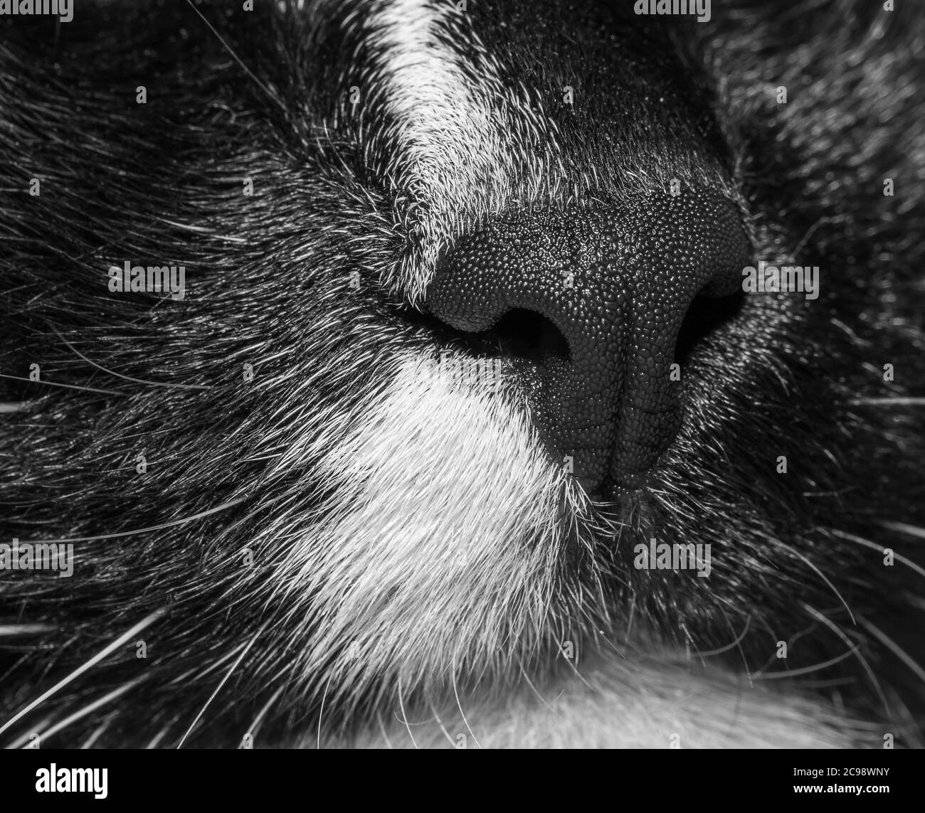 Gros Plan Sur Une Partie De Museau De Chat Noir Et Blanc Photo En Noir Et Blanc Concentrez Vous Sur Le Nez Du Chat Mise Au Point Selective Photo Macro Nez Et Bouche