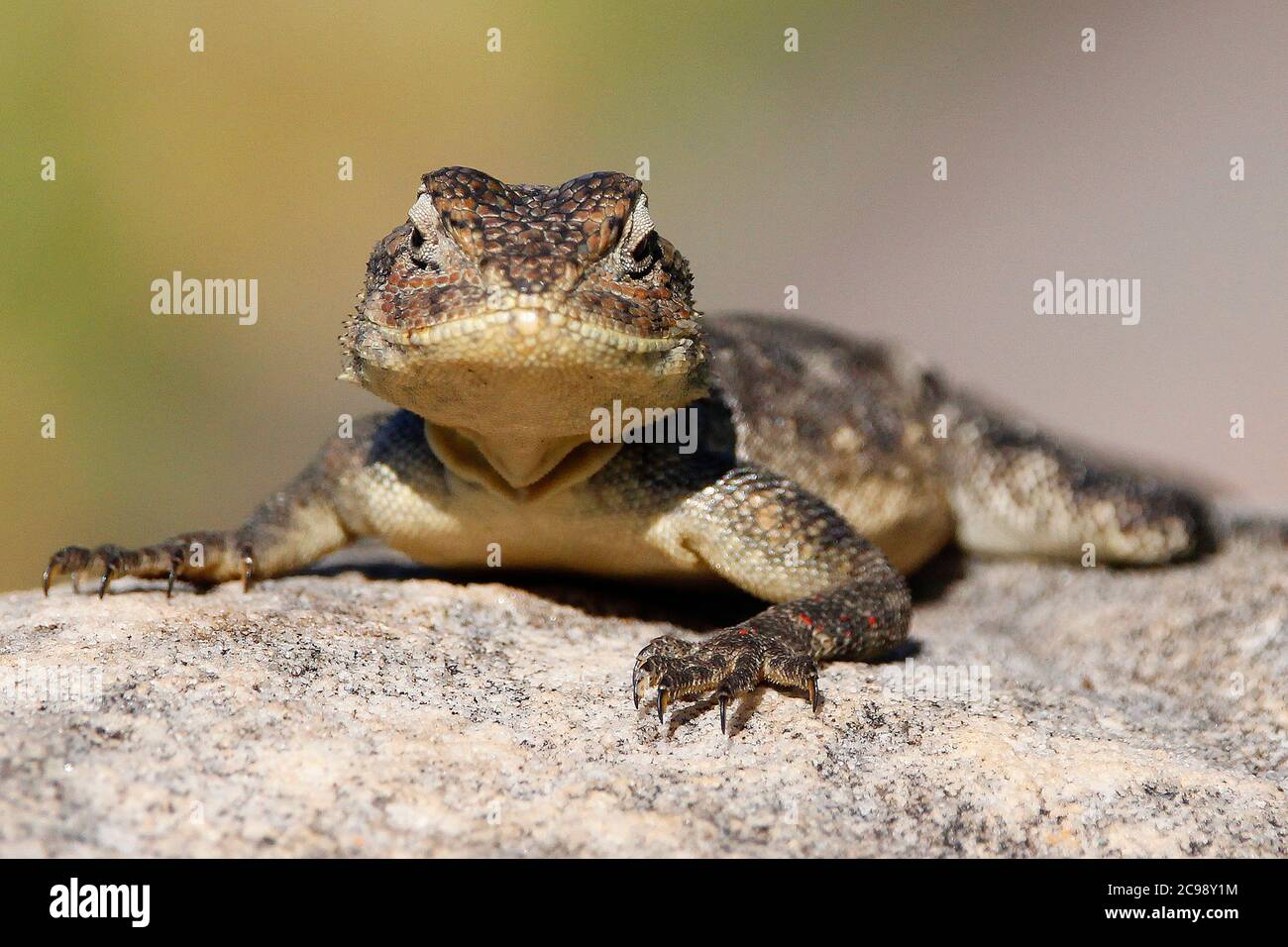 Une curieuse femelle de rock du sud agama Lizard sur un rocher dans le jardin botanique national de Kirstenbosch au Cap. Banque D'Images