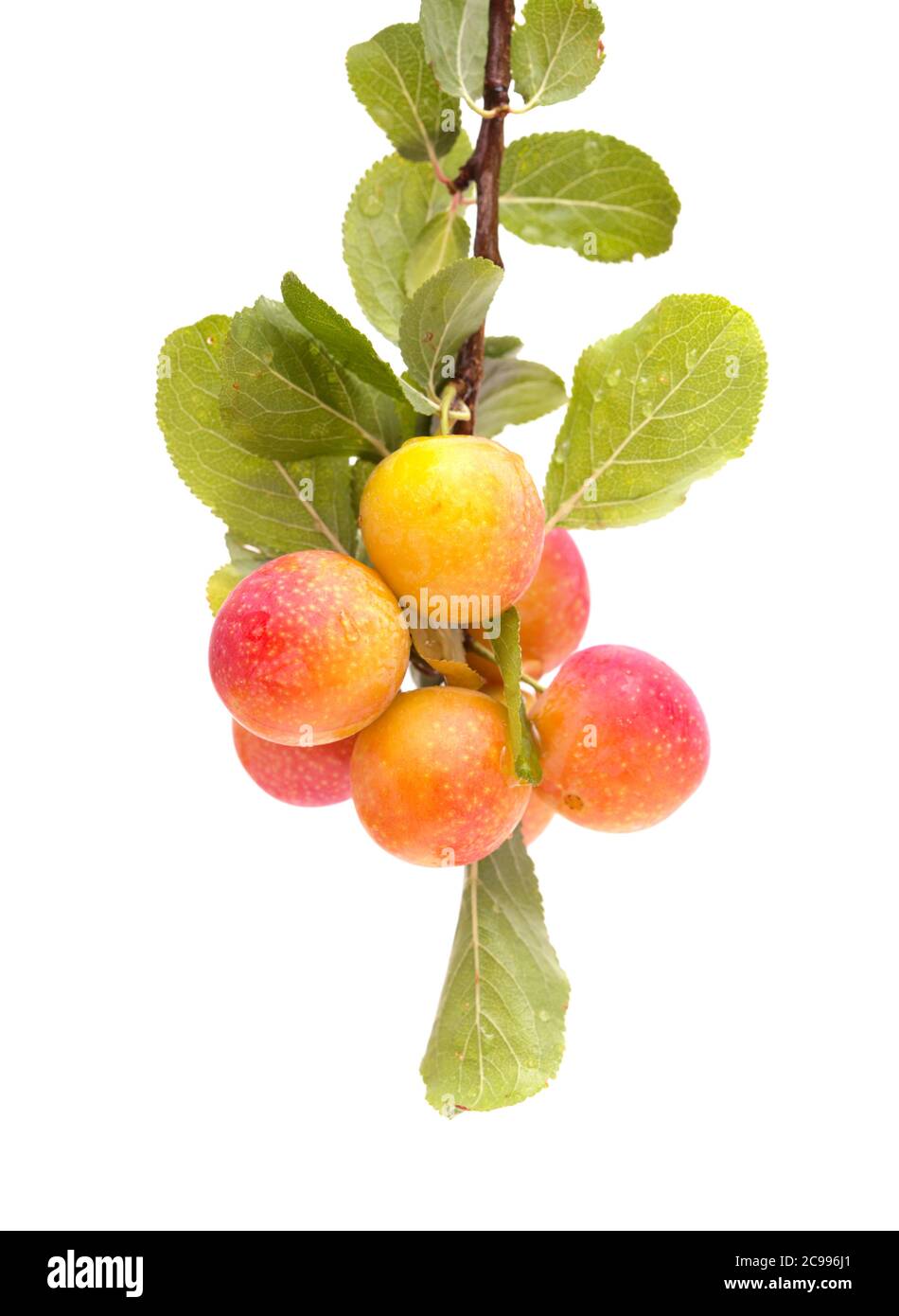 Petites prunes de cerisier, isolées sur fond blanc Banque D'Images