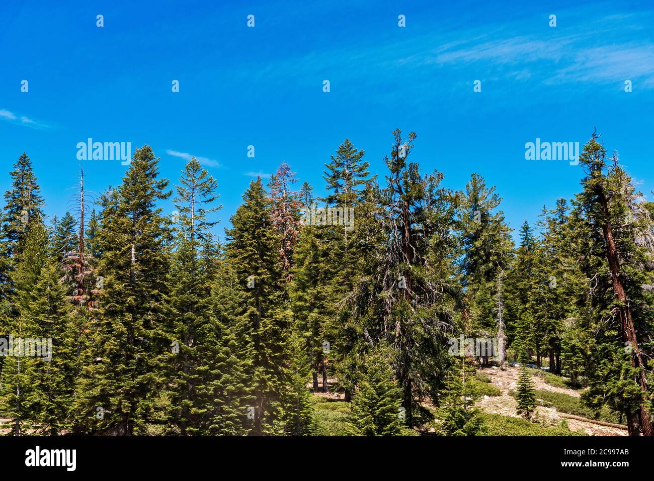 Grands pins verts sur une colline sous un ciel bleu. Banque D'Images