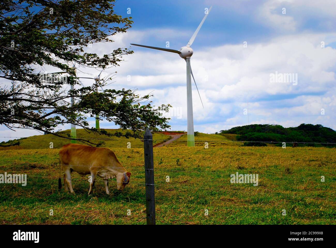 Une vache tombe à côté d'une éolienne au Costa Rica, qui fait partie du Windfarm de Los Santos Banque D'Images