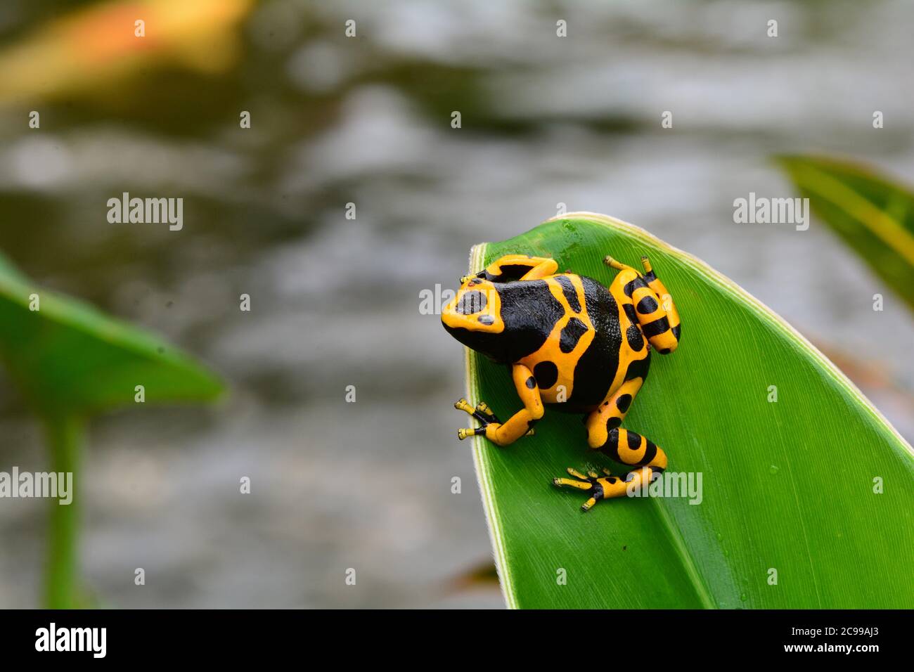 Grenouille de dart poison dans les jardins. Banque D'Images