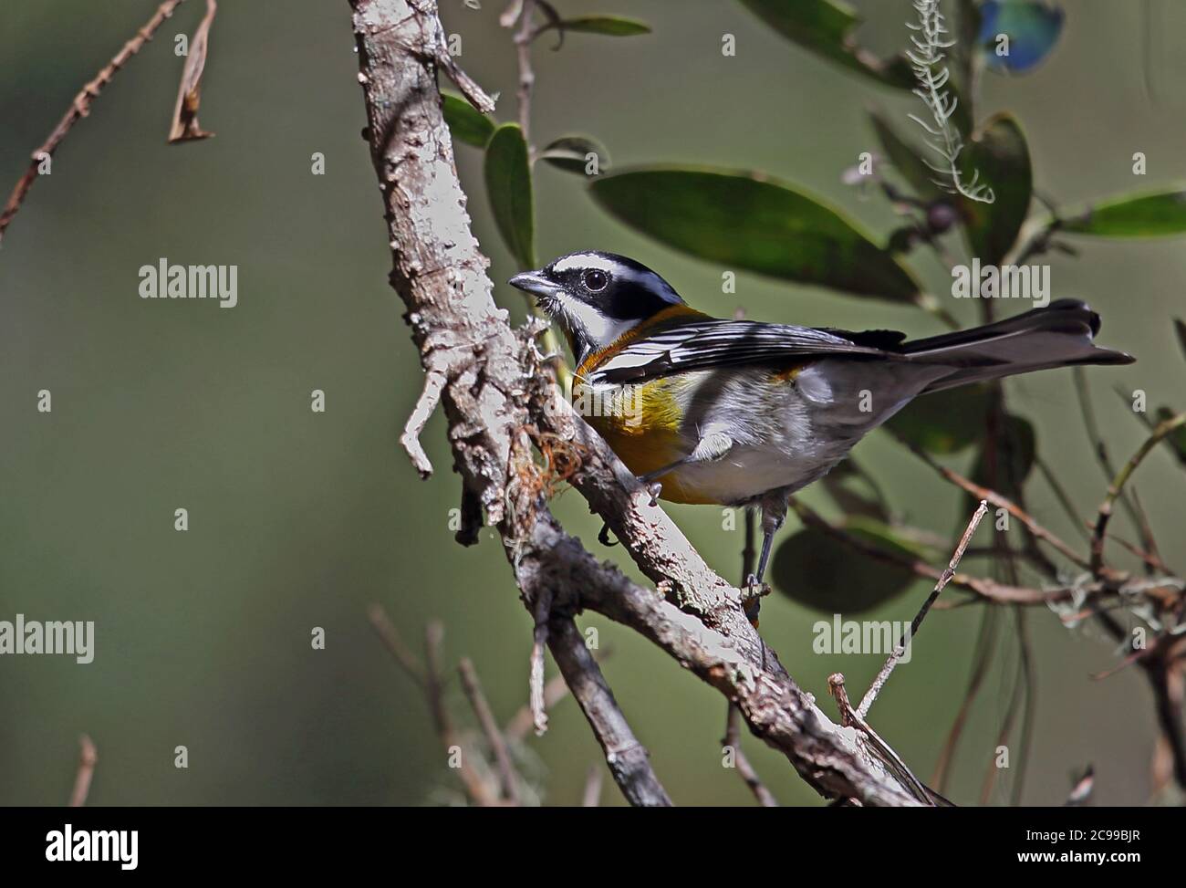 Spindalis Dominicensis Banque d'image et photos Alamy