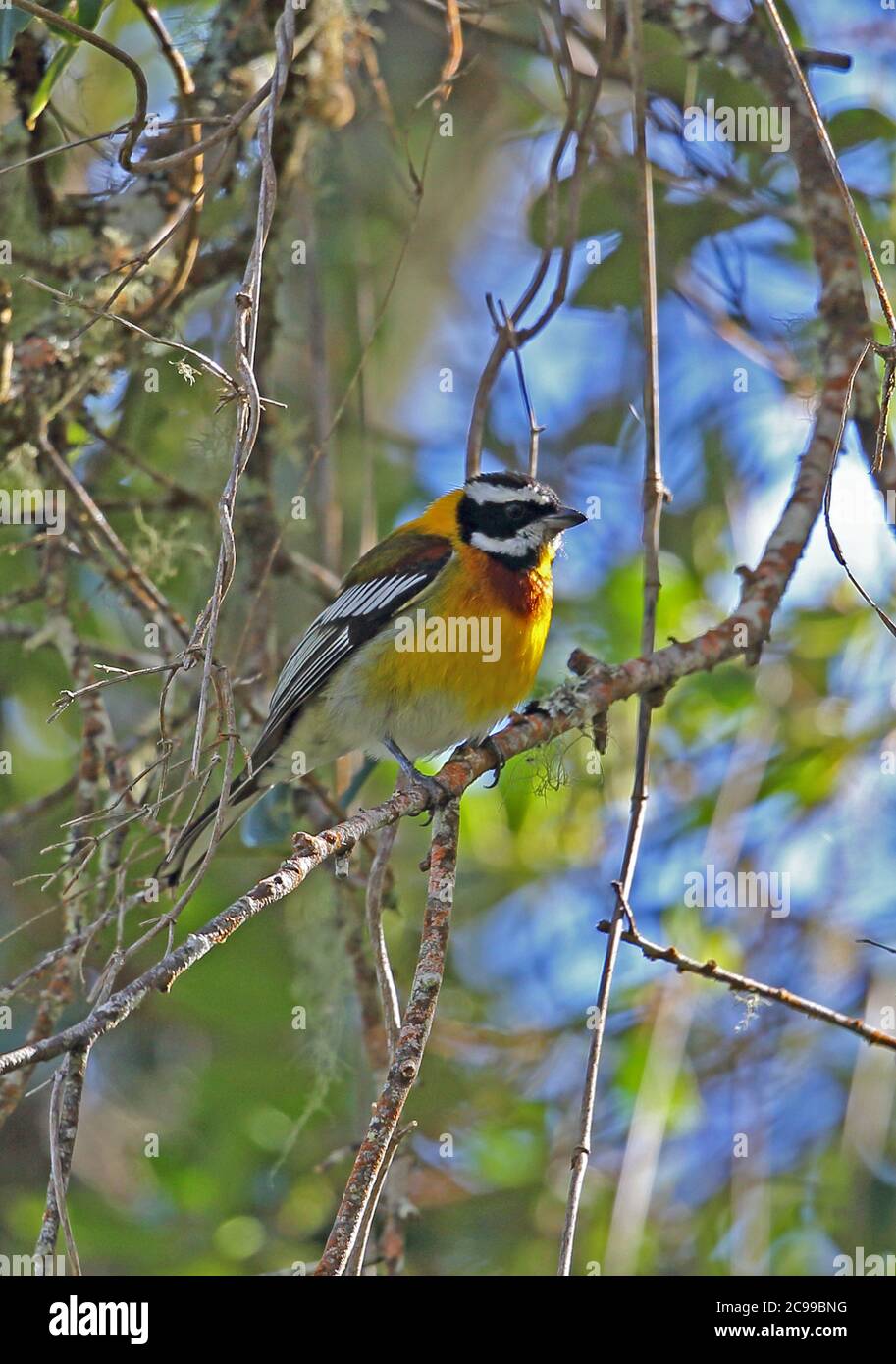 Spindalis Dominicensis Banque d'image et photos Alamy