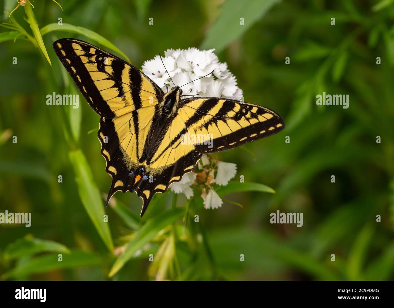 WESTERN Tiger Swallowtail papillon sur blanc Sweet William fleurs (Papilio rutulus) Banque D'Images
