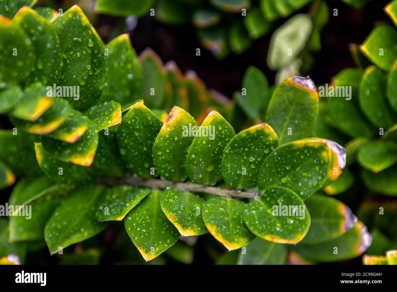 Gouttes d'eau sur un arbre vert magnifiquement fleurir dans le jardin. Mise au point sélective. Banque D'Images