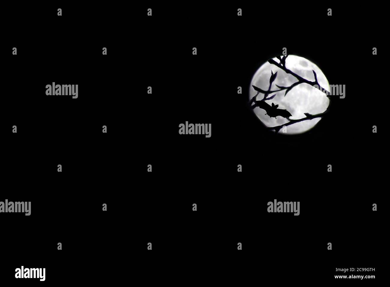 batte dans la forêt contre la pleine lune. Concept Halloween. L'image contient de l'espace de copie Banque D'Images