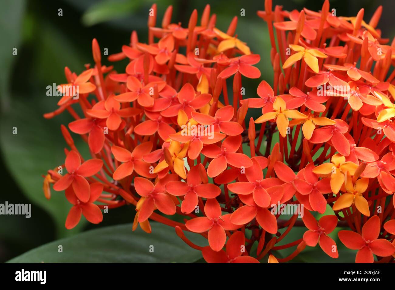 Fleur d'ixora rouge et jaune Banque D'Images Fleur d'ixora rouge et jaune Banque D'Images