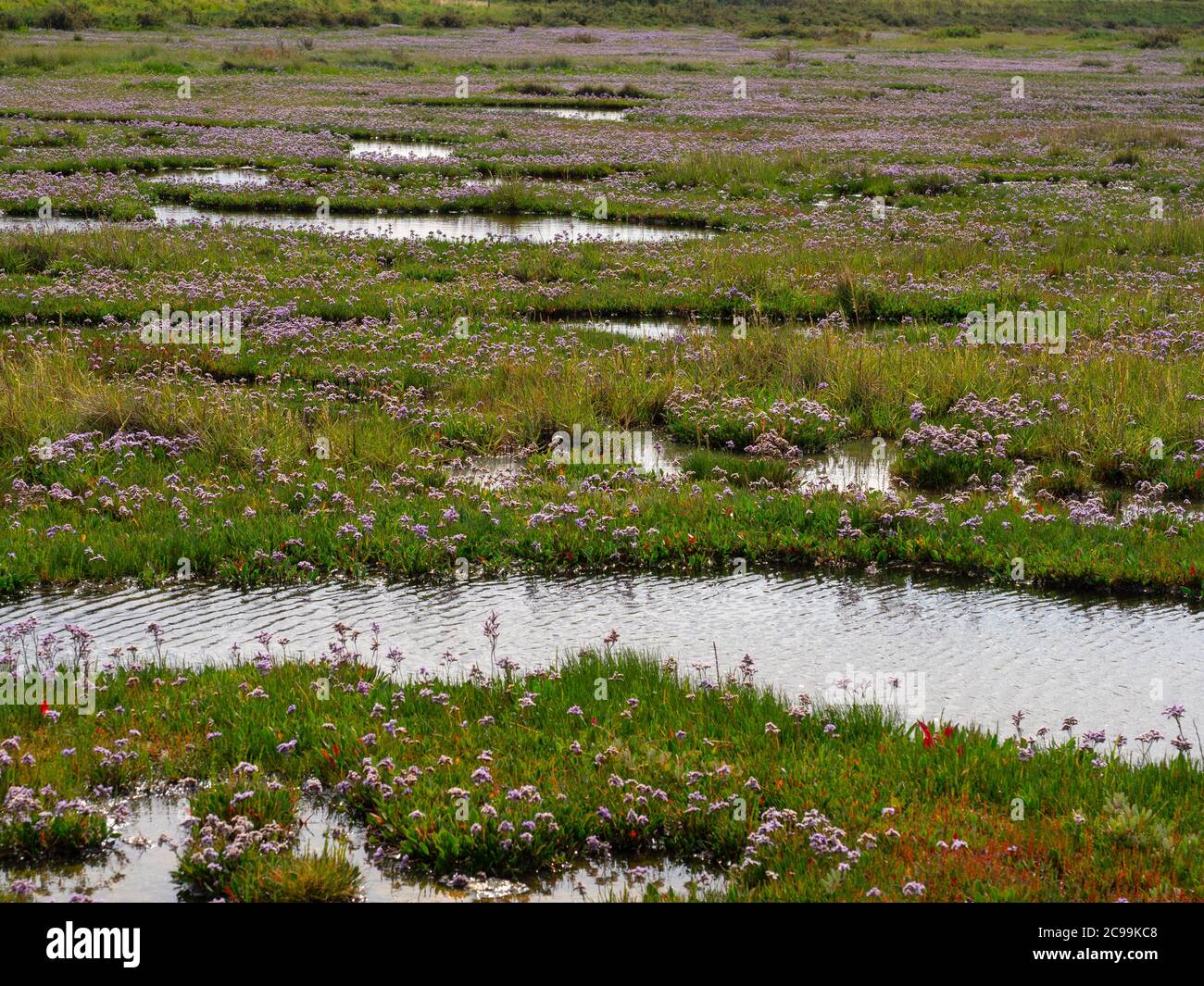 Limonium vulgare la lavande marine commune sur les marais salés de la côte nord du Norfolk juillet Banque D'Images