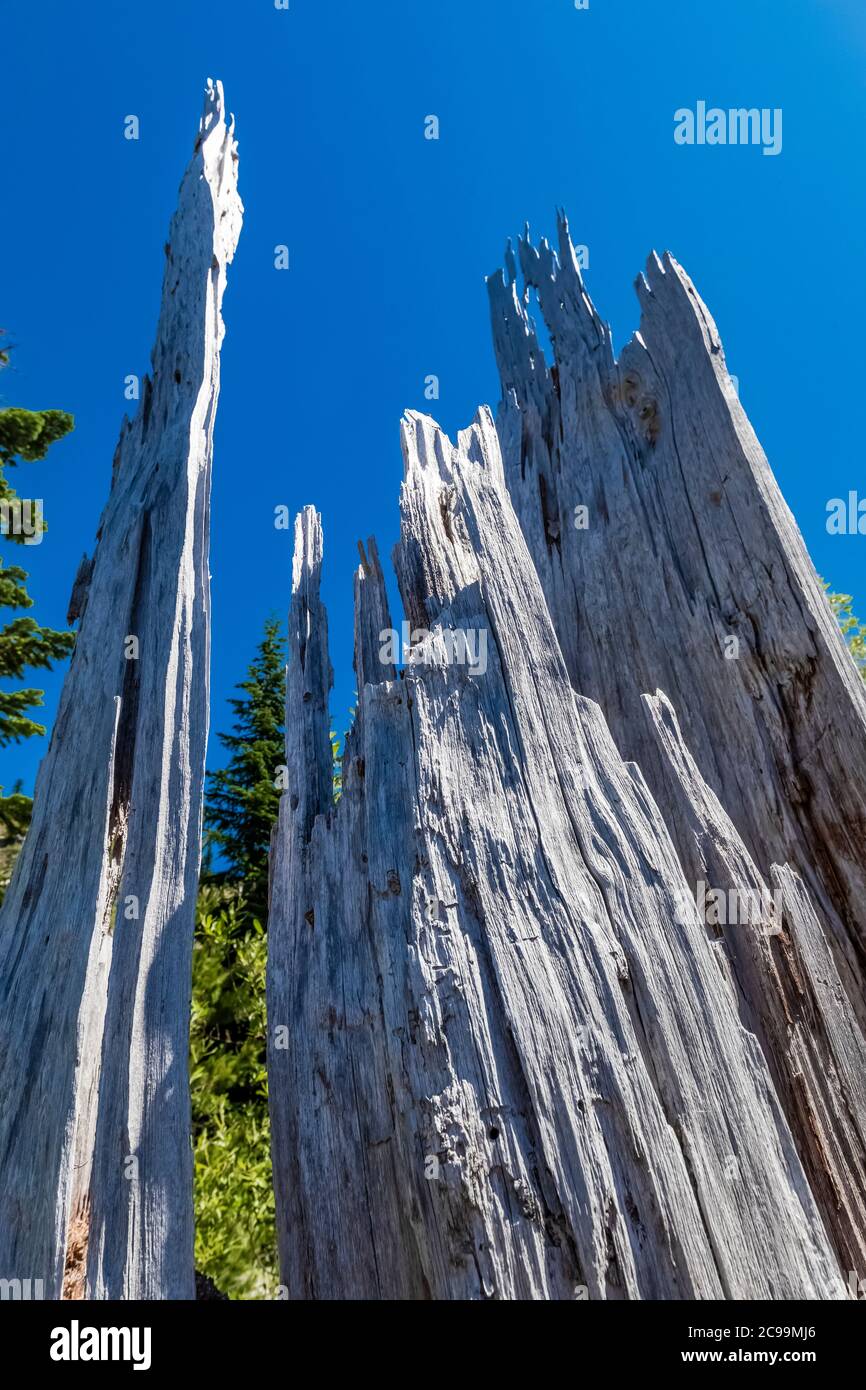 Souche d'arbre tuée par l'éruption explosive du monument volcanique national du mont St. Helens dans la forêt nationale de Gifford Pinchot, État de Washington, États-Unis Banque D'Images