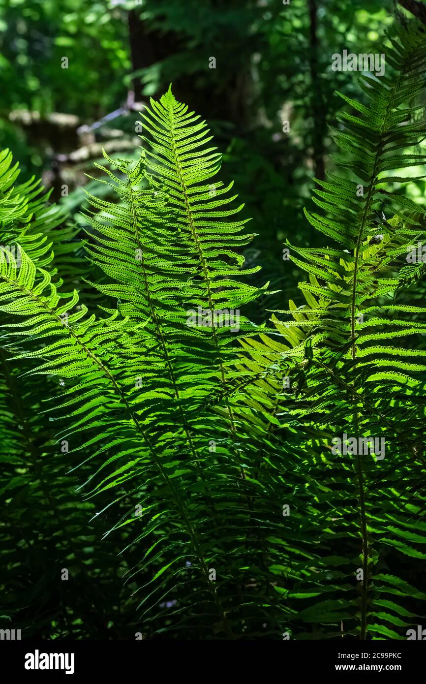 SWORD Fern, Polystichum munitum, dans la forêt nationale de Gifford Pinchot, État de Washington, États-Unis Banque D'Images