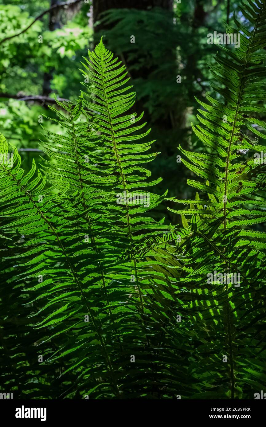 SWORD Fern, Polystichum munitum, dans la forêt nationale de Gifford Pinchot, État de Washington, États-Unis Banque D'Images