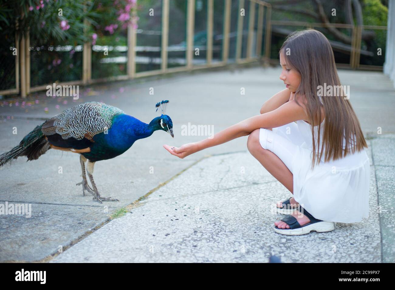 Belle Fille Nourrit Un Paon Dans Le Parc Bebe Mignon Photo Stock Alamy