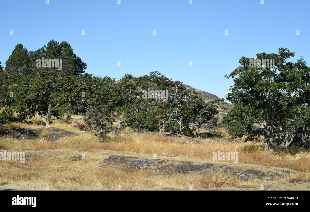 Les chênes de Garry poussent dans un pré sur le mont Tolmie à Saanich, Colombie-Britannique, Canada sur l'île de Vancouver. Le chêne de Garry (Quercus garryana) est originaire de Banque D'Images