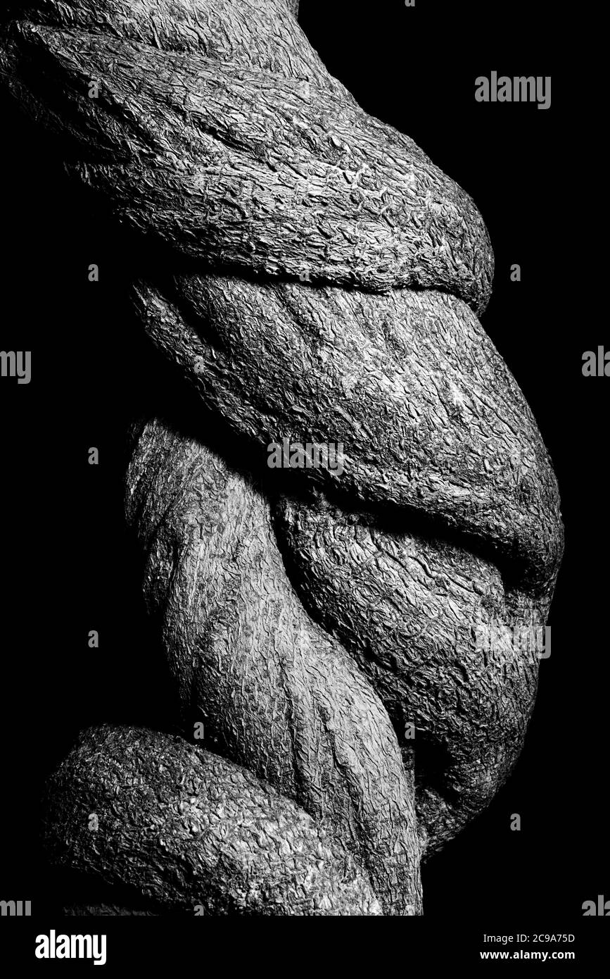 Twisted tree branches Banque D'Images