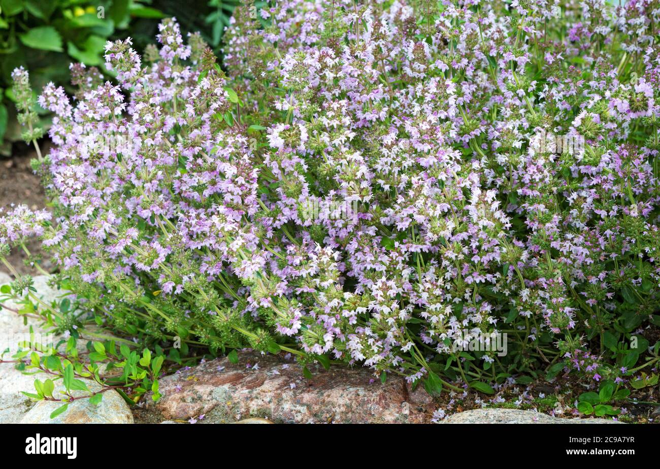 Salvia sclarea, cloy, ou plantes de sauge de la clage qui poussent dans le champ. Floraison de la sclarea de Salvia ou de la sauge de la parse. Banque D'Images