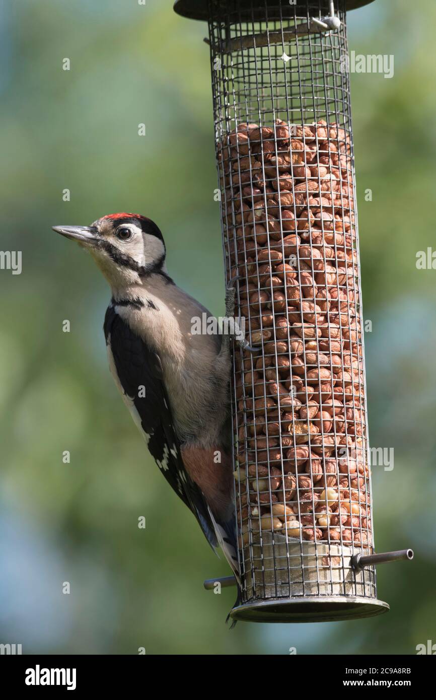 Un grand pic tacheté juvénile (Dendrocopos Major) perché sur un mangeoire à oiseaux de jardin Banque D'Images