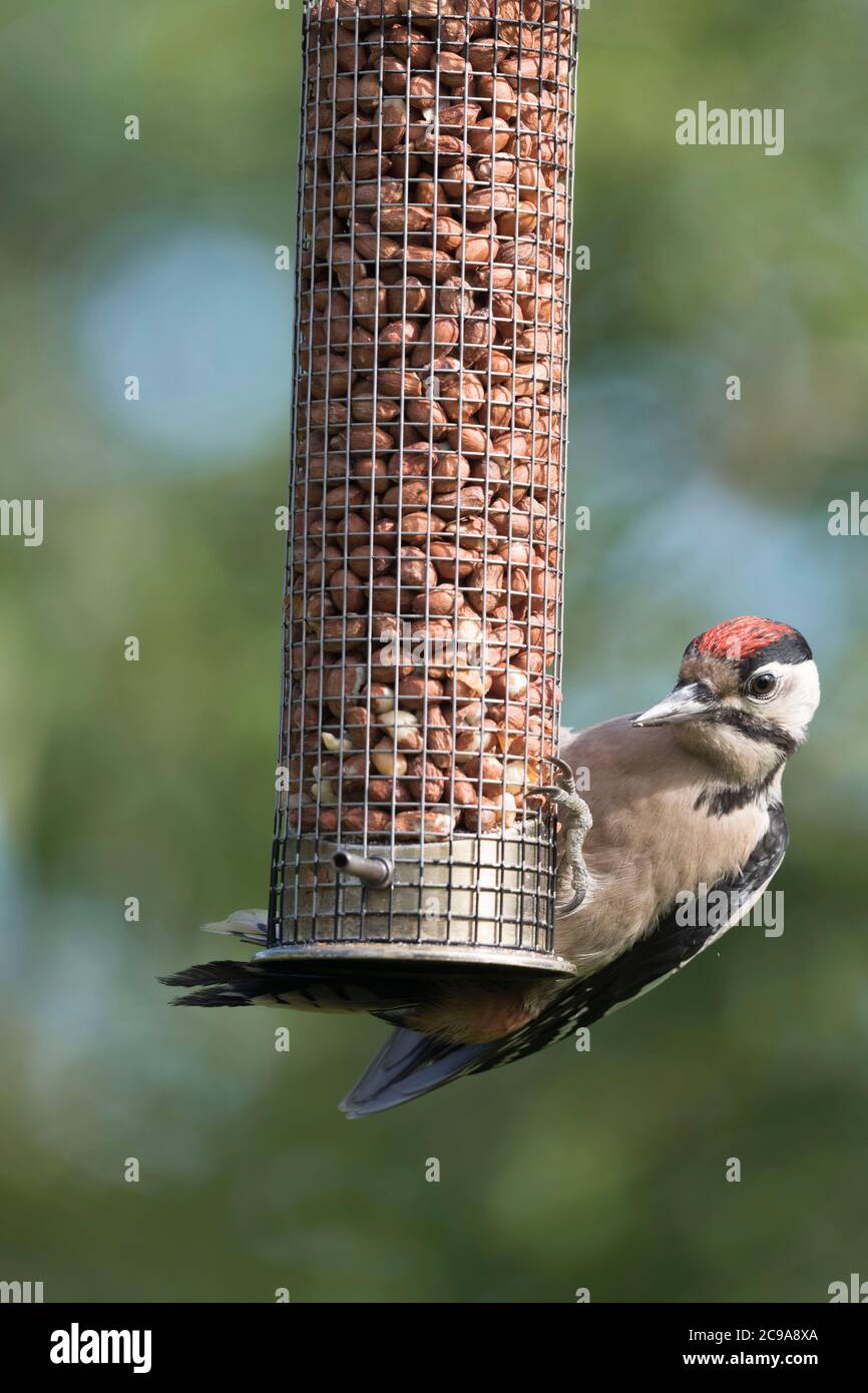 Un jeune grand pic tacheté (Dendrocopos Major) s'accroche à un mangeoire à oiseaux de jardin rempli de arachides Banque D'Images