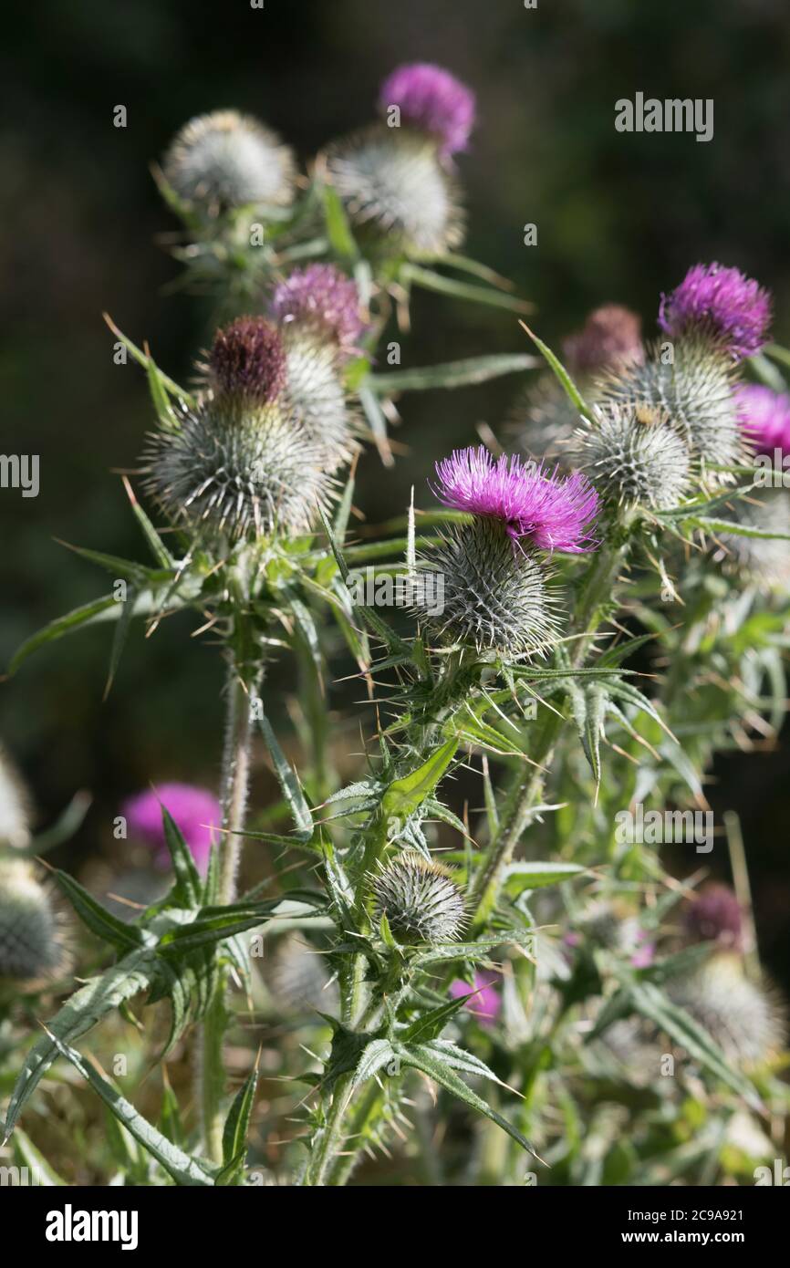 Chardons de lance (Cirsium vulgare) au soleil sur fond sombre Banque D'Images