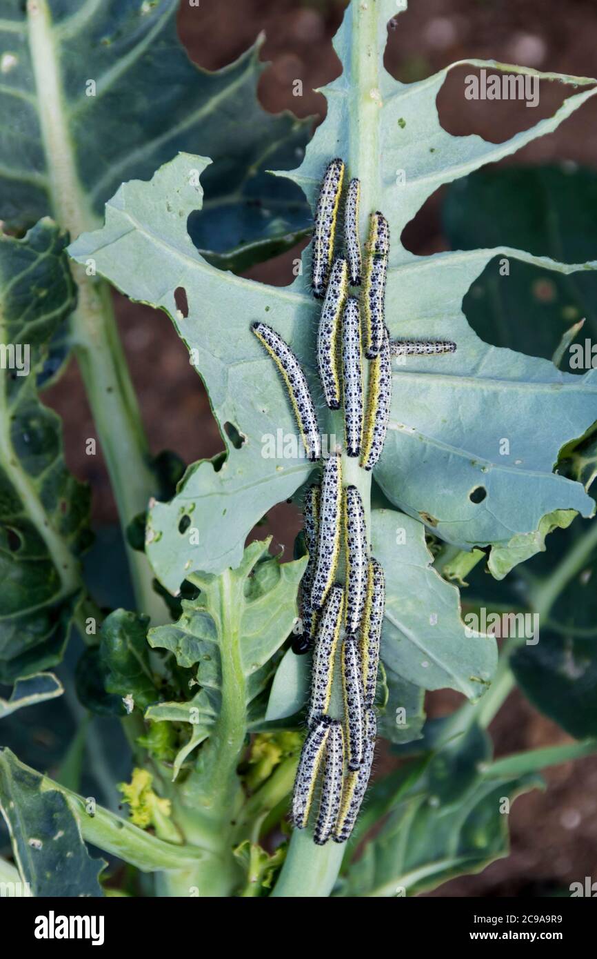 Chenilles du grand papillon blanc, Pieris brassicae, mangeant une feuille de croissance sur une plante dans un jardin ou un allotissement. Banque D'Images