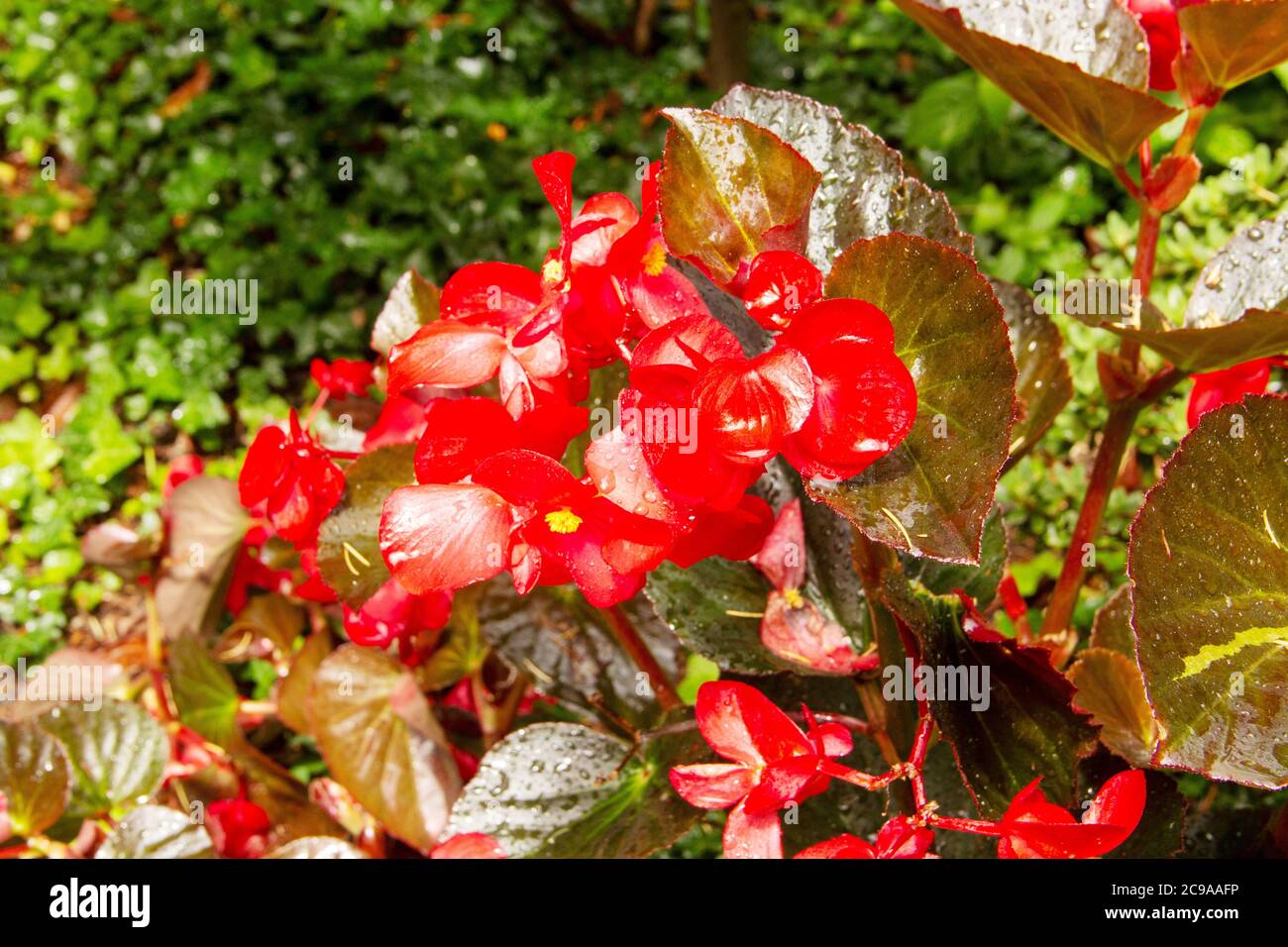 Vue sur une famille Begonia rouge après une douche à effet pluie Banque D'Images