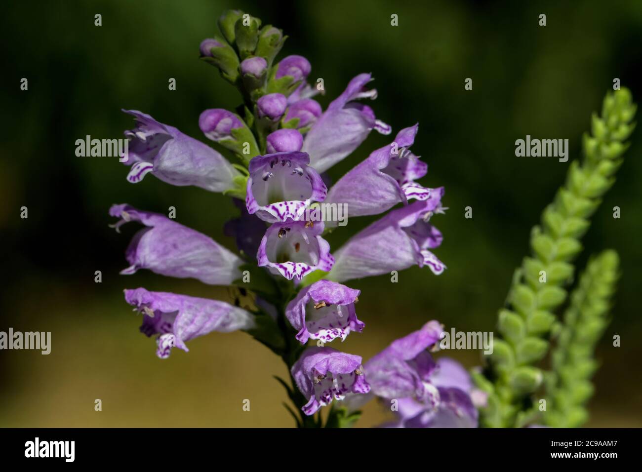 Fausse plante Banque de photographies et d'images à haute résolution - Alamy