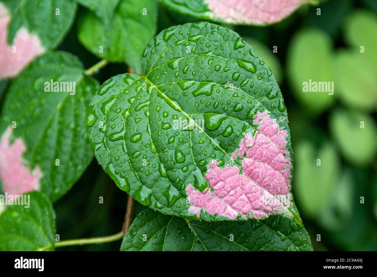 Gros plan de la variégation rose sur une feuille Actinidia kolomikta (kolomikta ou kiwi dur à feuilles variégées) avec des perles d'eau ou des gouttes de pluie Banque D'Images