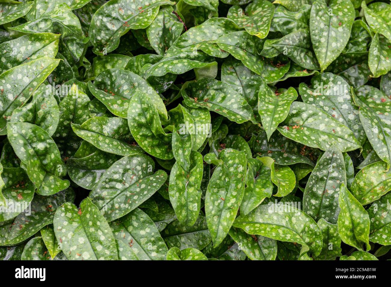 Feuilles de fond vert foncé avec taches vert pâle. Pulmonaria officinalis, noms communs lungwort, lungwort, larmes de Marie ou gouttes de lait de notre Dame Banque D'Images