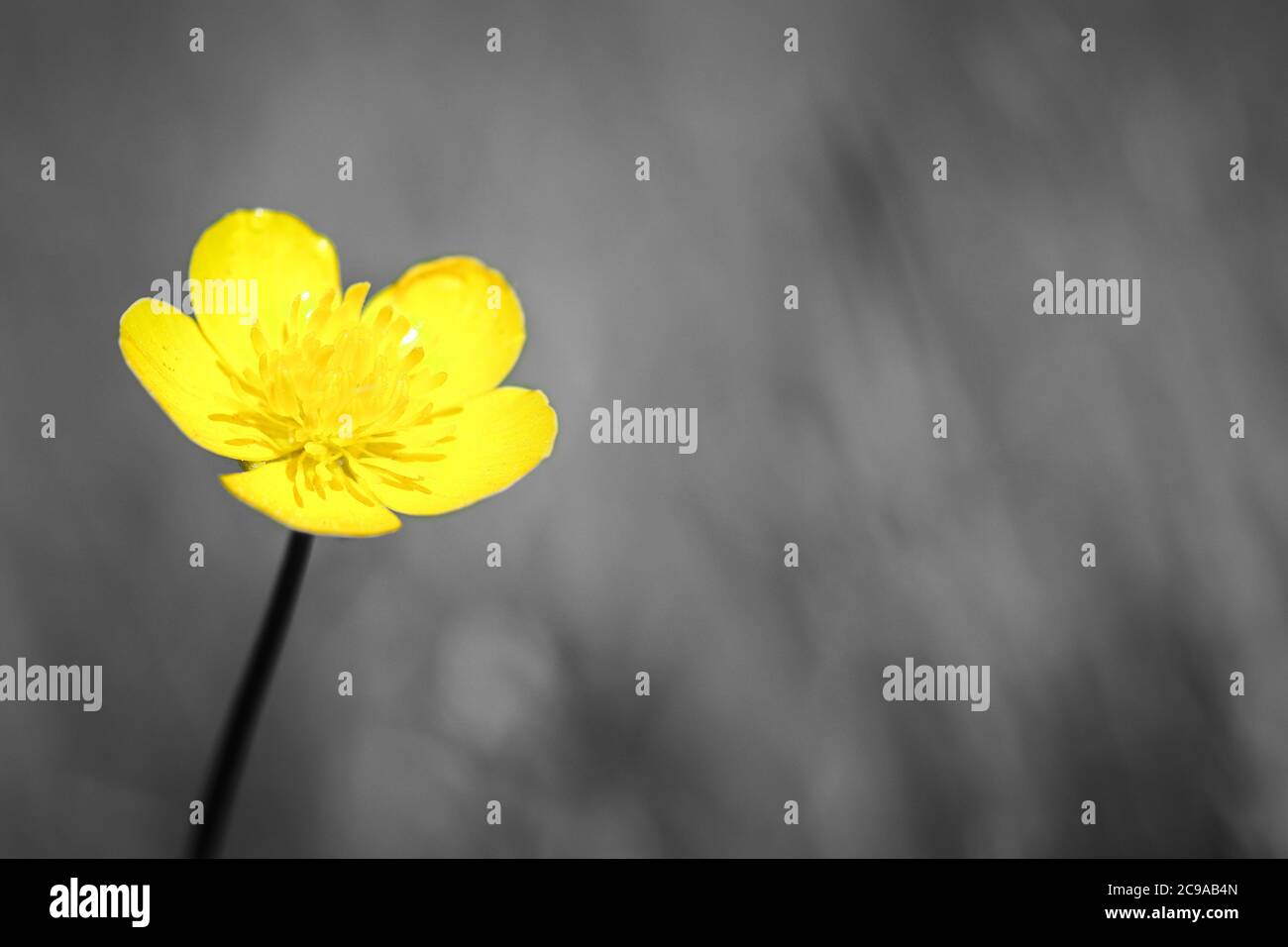 Tête de fleur jaune de buttercup bulbeux (Ranunculus bulbosus) poussant sur l'herbe, image avec espace de copie défoqué noir et blanc avec la couleur sélectionnée Banque D'Images