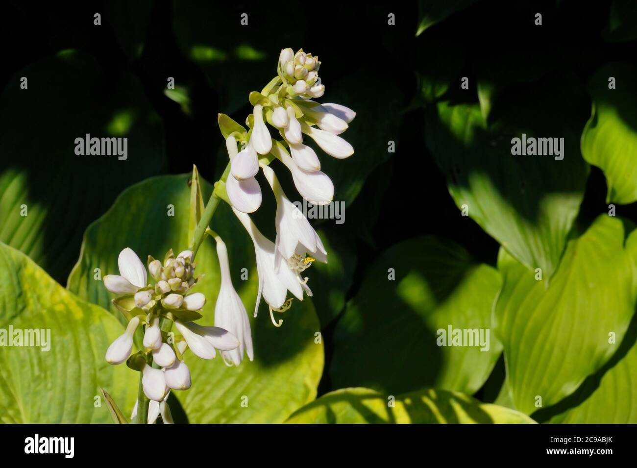 Jardin d'été. HostA pendant la floraison, couleur blanche inhabituelle des fleurs. Banque D'Images