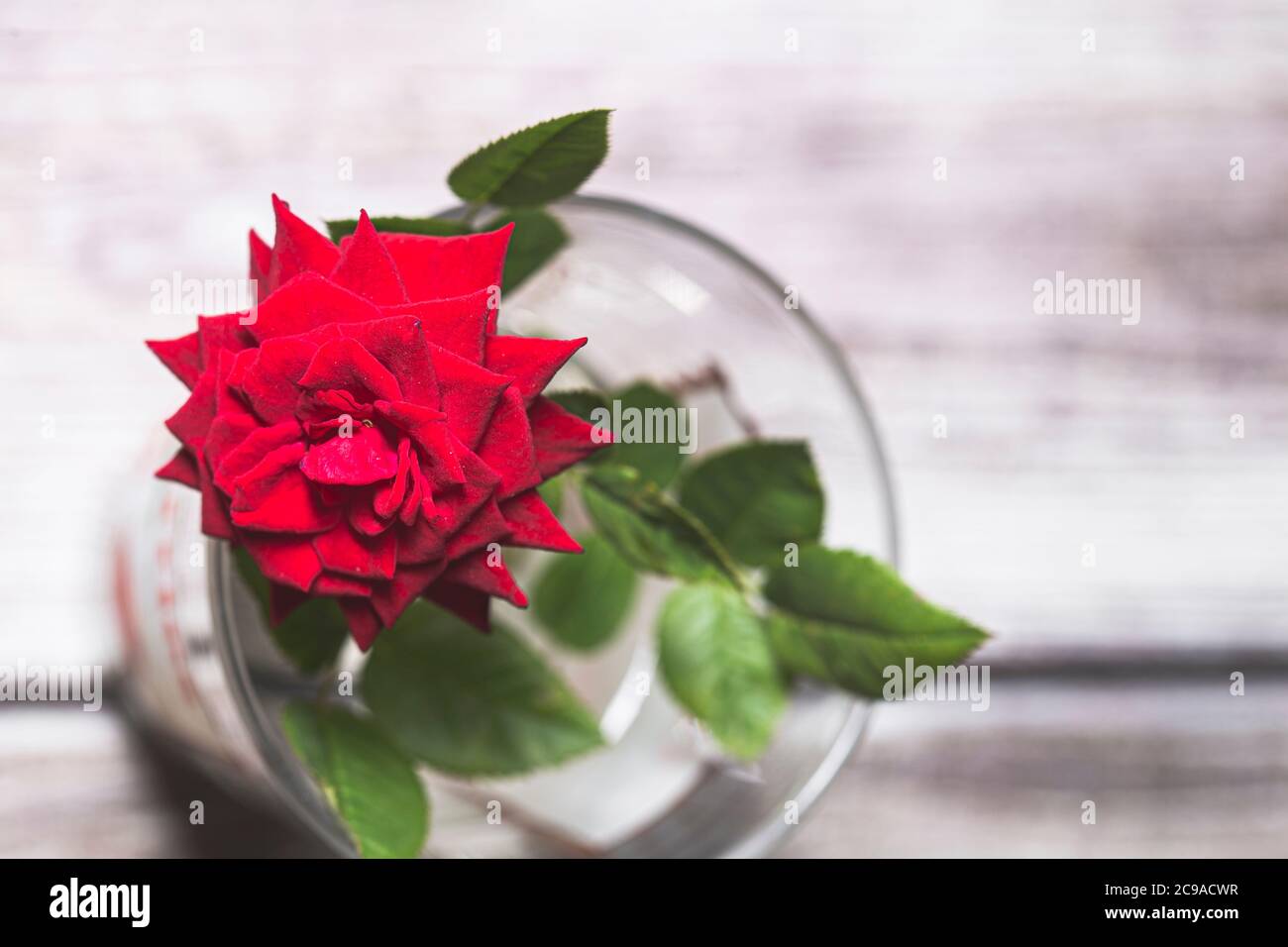 Fleur de rose rouge en fleur toujours Banque D'Images