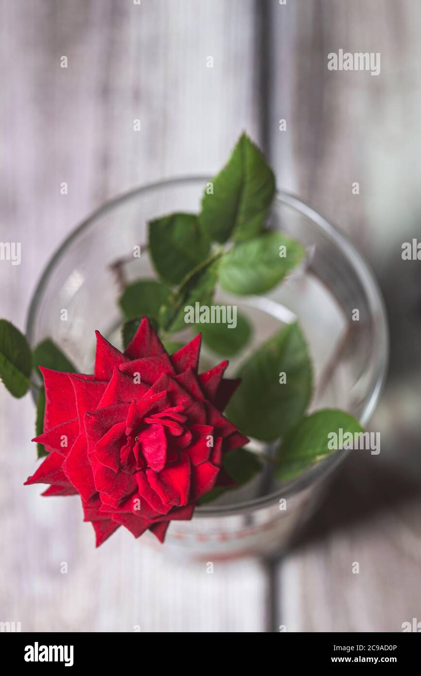 Fleur de rose rouge en fleur toujours Banque D'Images