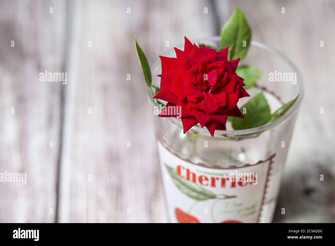 Fleur de rose rouge en fleur toujours Banque D'Images