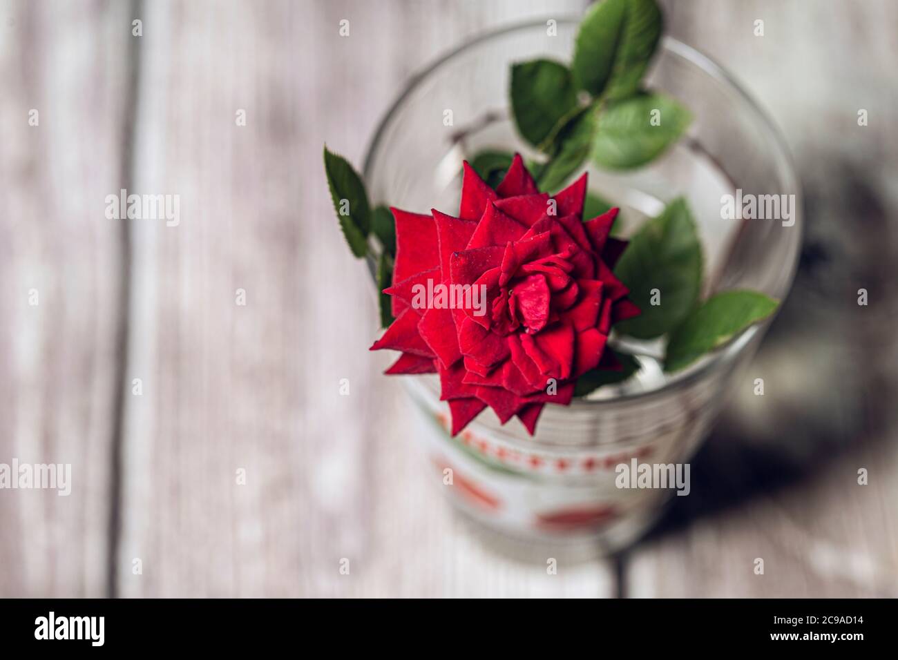 Fleur de rose rouge en fleur toujours Banque D'Images