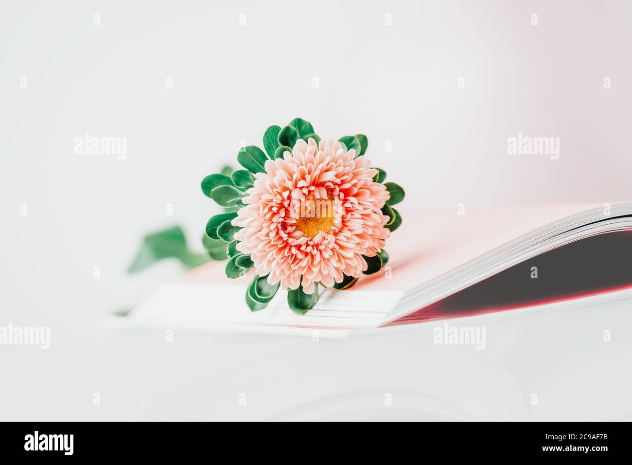 Fleur rose d'automne sur un livre ouvert, fond clair Banque D'Images Fleur rose d'automne sur un livre ouvert, fond clair Banque D'Images