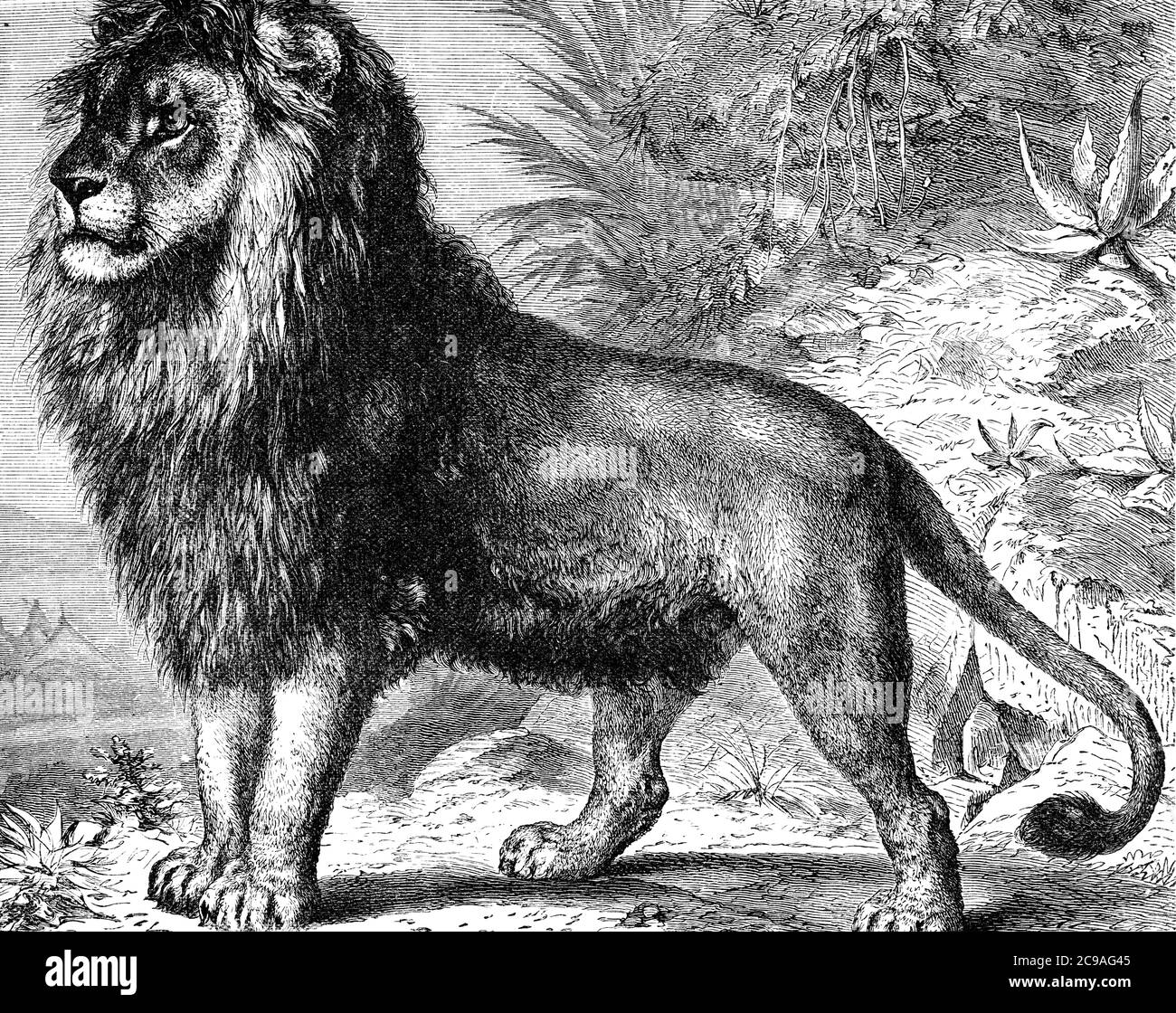 Une image africaine gravée d'un lion africain mâle d'un livre victorien d'époque daté de 1886 qui n'est plus dans l'image de stock de copyright Banque D'Images