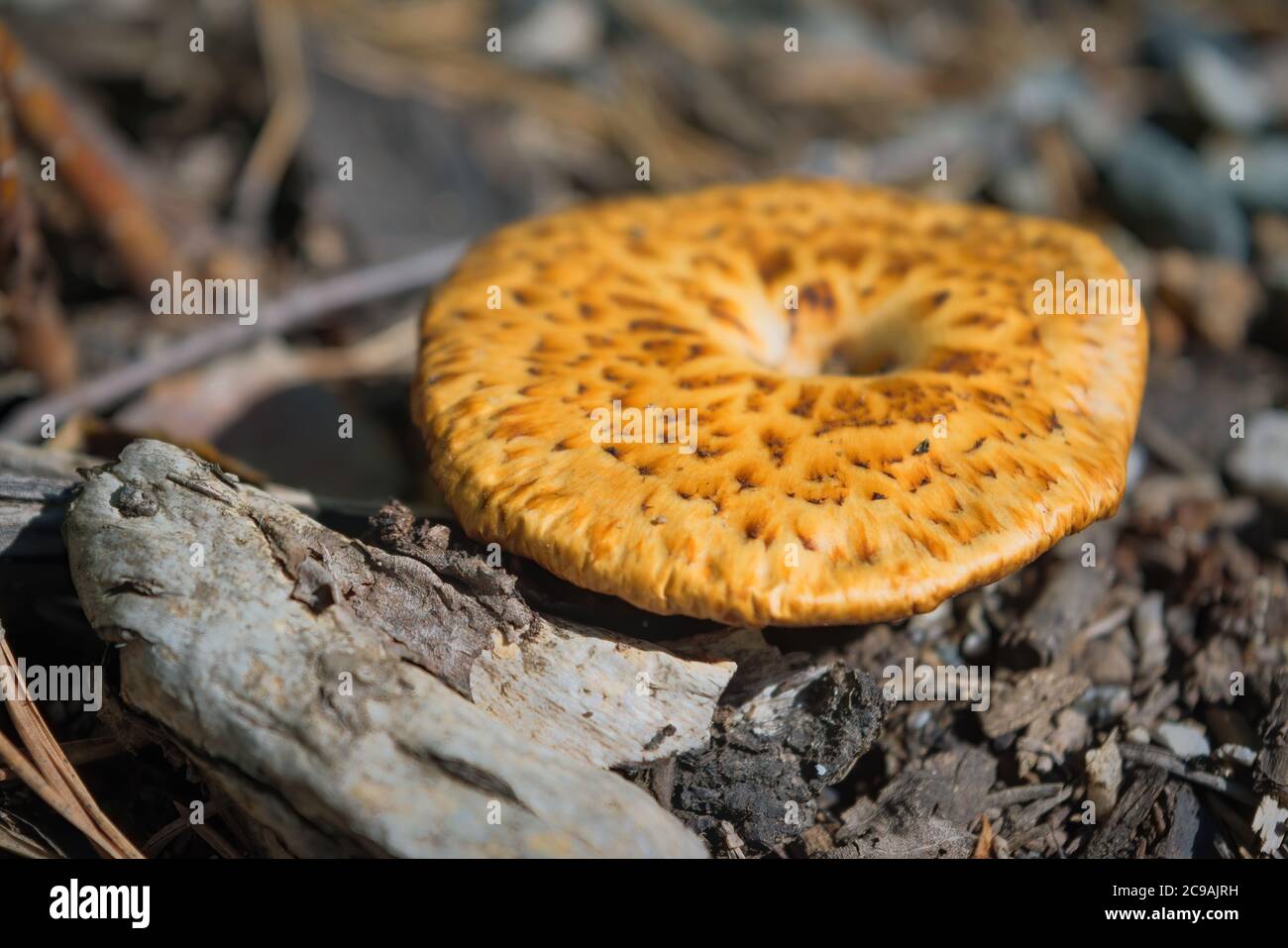 Suillus grevillei communément appelé bolete de Greville et bolete de mélèze. Beau champignon comestible. Banque D'Images