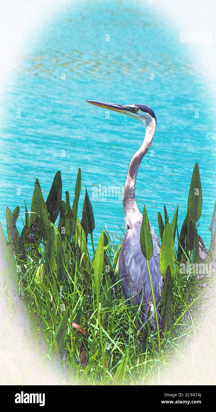 Grand héron gris debout au milieu des nénuphars avec une goutte d'eau qui ripante Banque D'Images