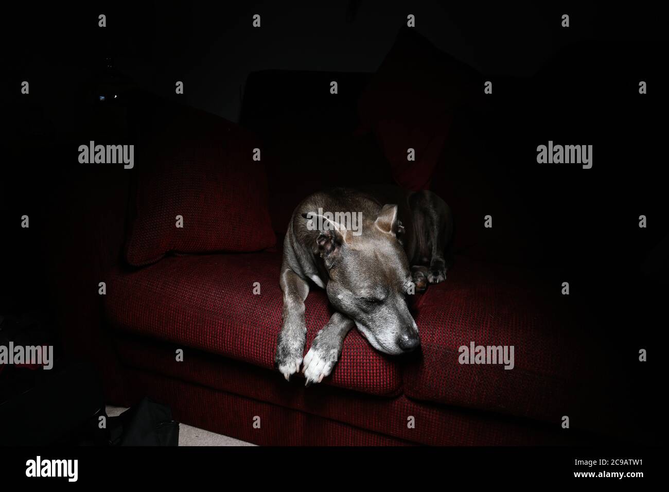 Chien de croix de Staffy endormi sur un canapé dans une lumière tamisée Banque D'Images