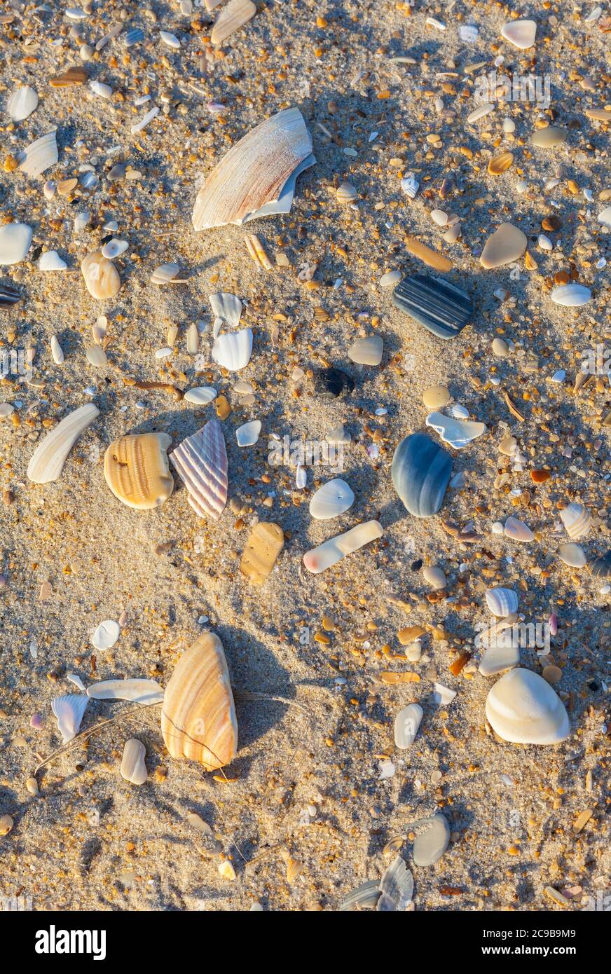 Avon, Outer Banks, Caroline du Nord. Broken Seashells sur la côte. Banque D'Images