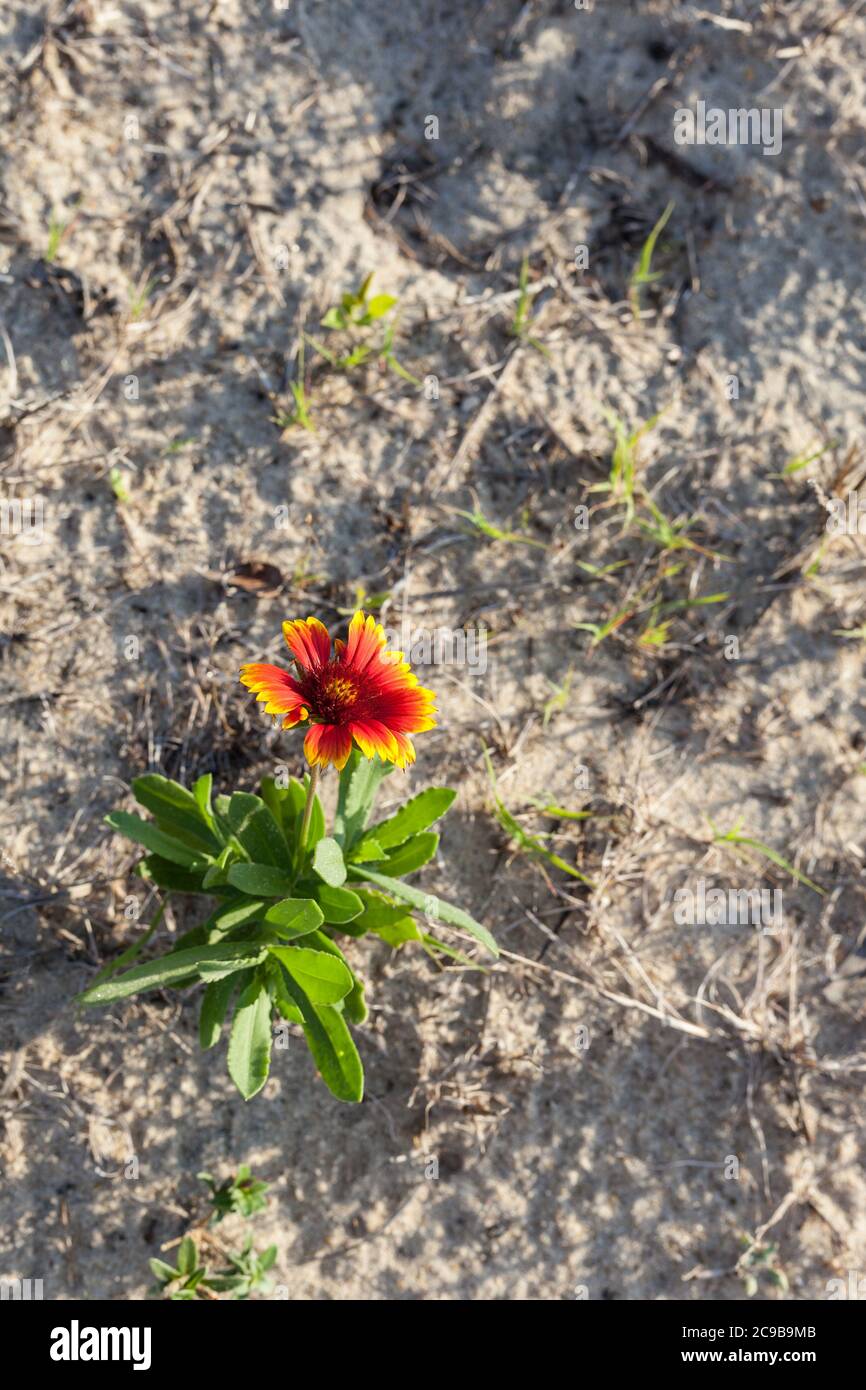 Avon, Outer Banks, Caroline du Nord. Gaillardia pulchella (Blanketflower indien, Blanket indien), Firewheel) dans le sol sablonneux. Banque D'Images