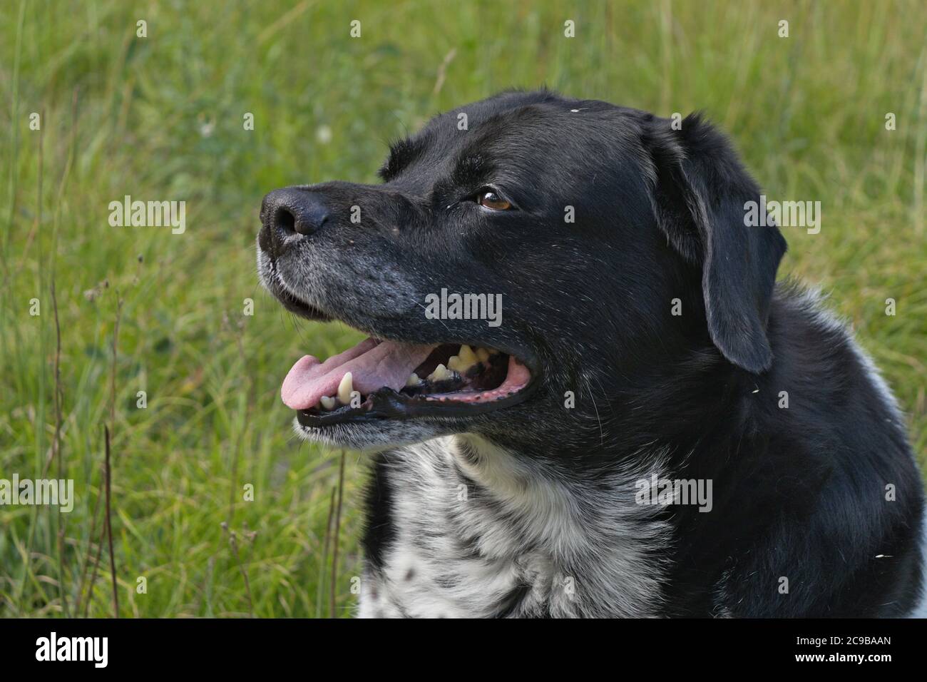 adorable portrait de chien Banque D'Images