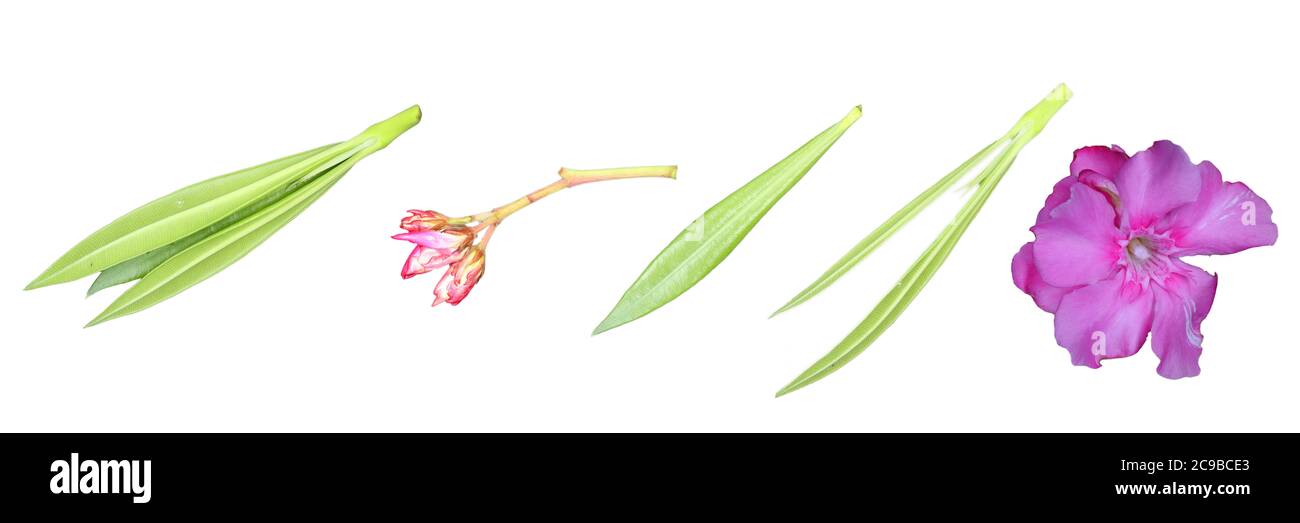 partie de fleur d'oléander (fleur d'oléander rose, fleurs d'oléander en croissance, feuille de fleur d'oléander vert unique, groupe de feuilles de fleurs d'oléander) Banque D'Images