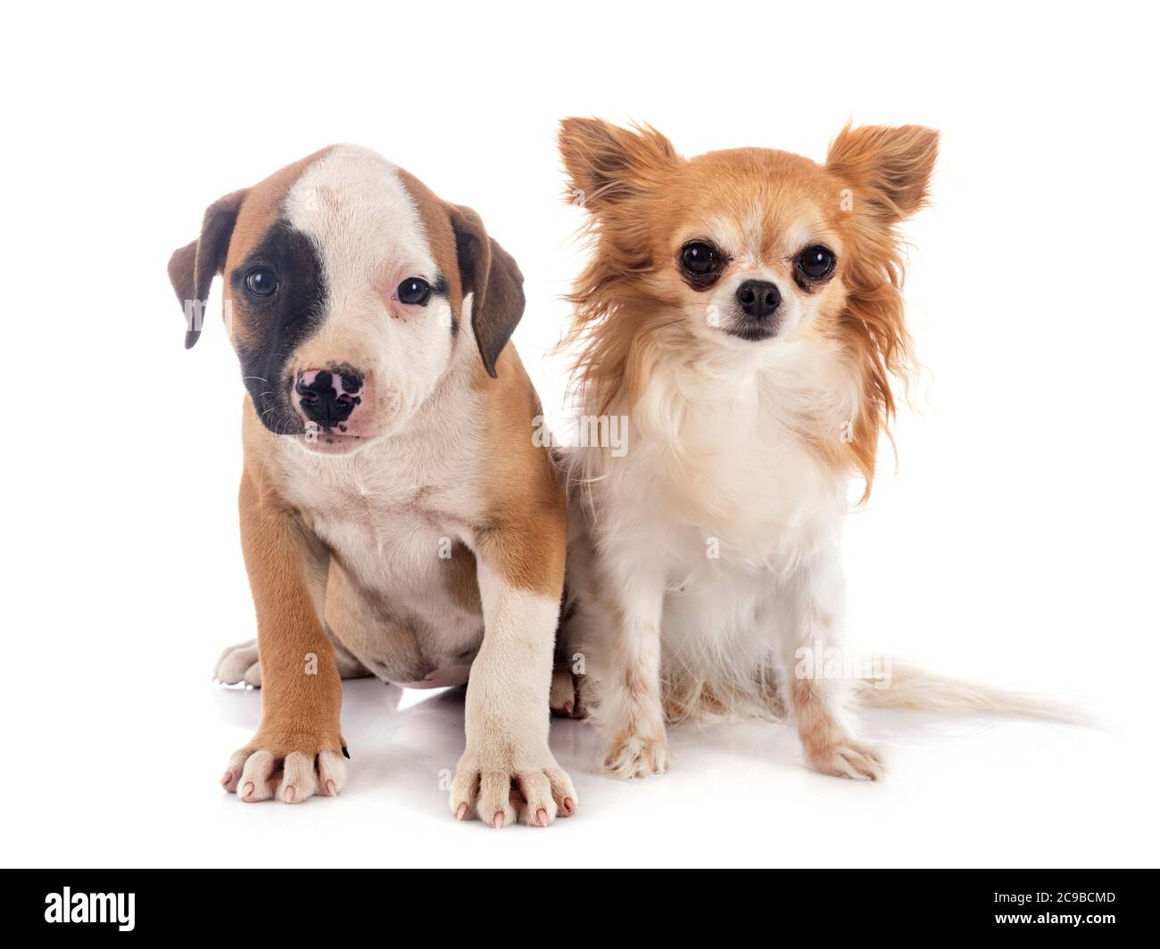 puppy american bulldog et chihuahua devant un fond blanc Banque D'Images