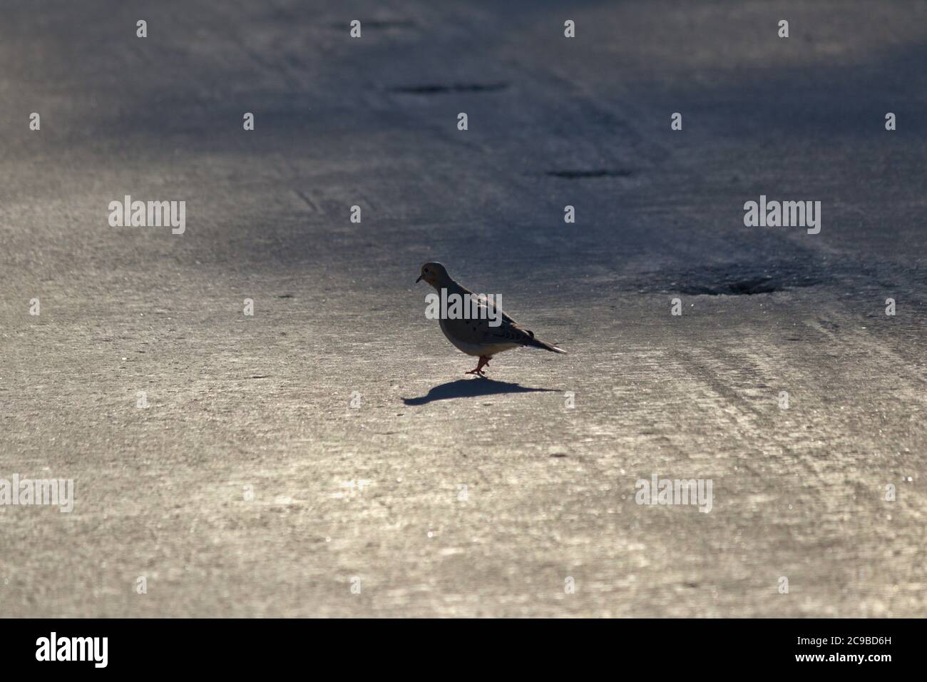 pigeon marchant sur béton Banque D'Images